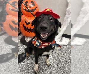 German Shepherd Dog-Unknown Mix Dogs for adoption in Rosenberg, TX, USA