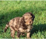 Small Photo #49 Goldendoodle Puppy For Sale in HOWARD CITY, MI, USA