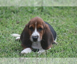 Small Photo #64 Basset Hound Puppy For Sale in MEMPHIS, MO, USA