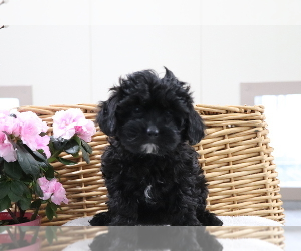 Medium Photo #1 Shih-Poo Puppy For Sale in SHILOH, OH, USA