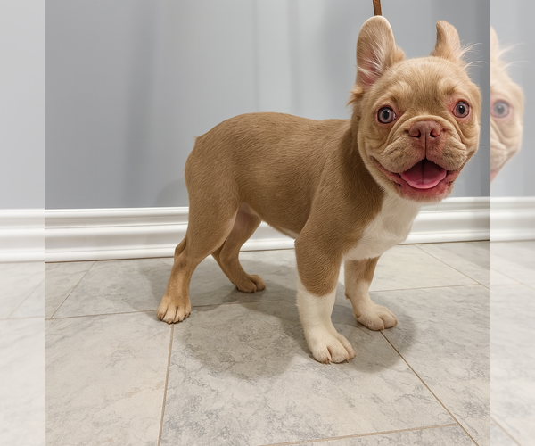 Medium Photo #2 French Bulldog Puppy For Sale in SOUTH GATE, CA, USA