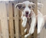 Puppy 3 Australian Shepherd-Border-Aussie Mix