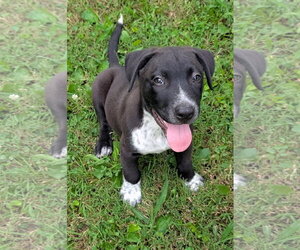 Austin - Male Labrador Retriever-Unknown Mix Dog for Adoption - Photo #2