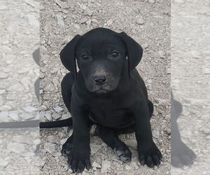 Labrador Retriever-Unknown Mix Dogs for adoption in Bolivar, MO, USA