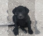 Small Labrador Retriever Mix