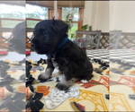 Puppy Puppy 1 Schnauzer (Miniature)