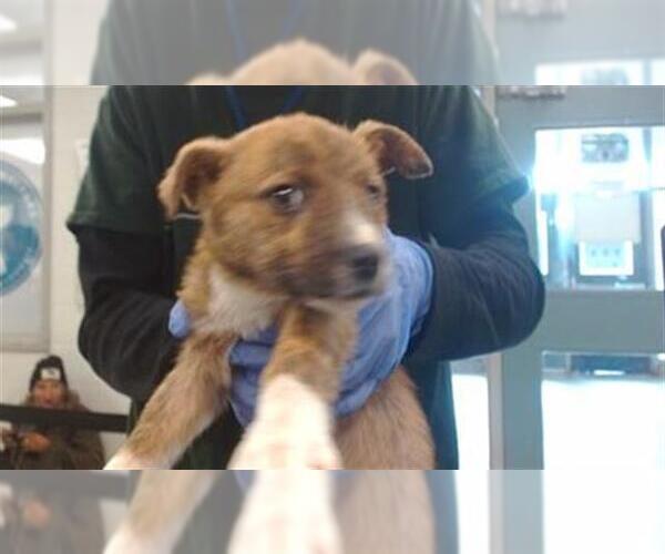 Medium Photo #1 Rat Terrier-Unknown Mix Puppy For Sale in Oklahoma City, OK, USA