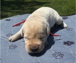 Puppy Puppy 1 Labrador Retriever