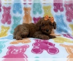 Ansley - Female Cavapoo (Miniature) Puppy for Sale - Photo #4