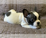 Small Photo #5 French Bulldog Puppy For Sale in MBORO, TN, USA