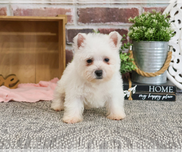 Medium Photo #2 West Highland White Terrier Puppy For Sale in SYRACUSE, IN, USA