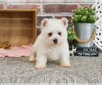 Small #1 West Highland White Terrier