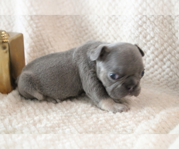 Medium Photo #6 French Bulldog Puppy For Sale in SPRING, TX, USA