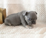 Small #5 French Bulldog