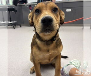 Retriever -Unknown Mix Dogs for adoption in Washington, DC, USA