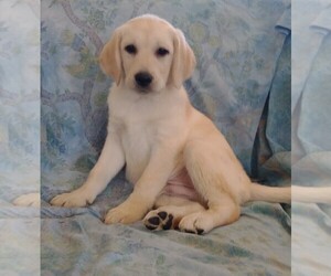Labrador Retriever Puppy for sale in CALIENTE, CA, USA