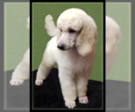 Small Photo #4 Poodle (Standard) Puppy For Sale in MANCHESTER, MI, USA