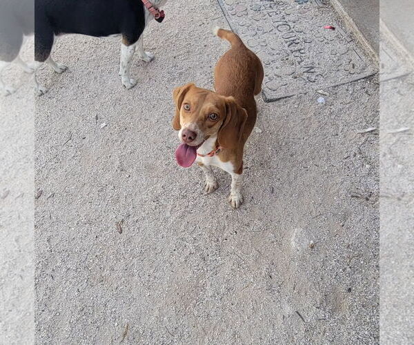 Medium Photo #6 Beagle Puppy For Sale in Las Vegas, NV, USA