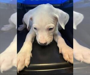 American Pit Bull Terrier Dogs for adoption in Plano, TX, USA