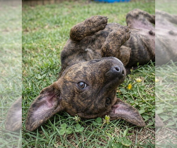 Medium Photo #2 Catahoula Leopard Dog-Labrador Retriever Mix Puppy For Sale in Grovertown, IN, USA