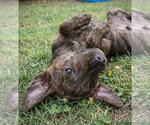 Small #1 Catahoula Leopard Dog-Labrador Retriever Mix