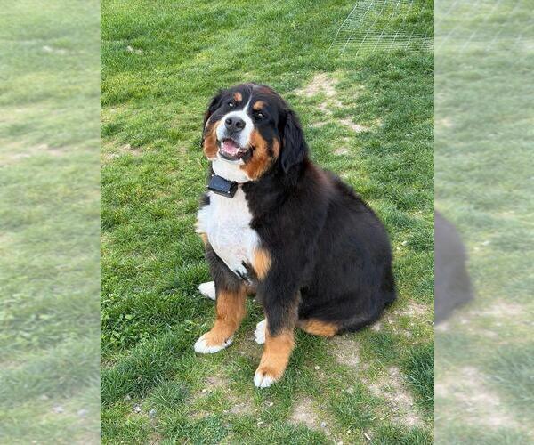 Medium Photo #1 Bernese Mountain Dog Puppy For Sale in OLDTOWN, ID, USA