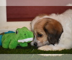 Small Photo #13 Cavachon Puppy For Sale in ELDORADO, OH, USA