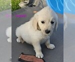 Small #24 English Cream Golden Retriever