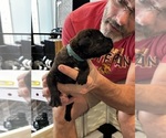 Small Photo #17 Cane Corso Puppy For Sale in REEVESVILLE, SC, USA