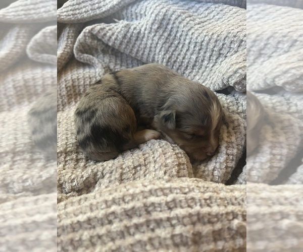 Medium Photo #8 Miniature Australian Shepherd Puppy For Sale in TONASKET, WA, USA