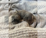 Small Photo #8 Miniature Australian Shepherd Puppy For Sale in TONASKET, WA, USA
