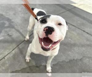 American Pit Bull Terrier Dogs for adoption in Martinez, CA, USA