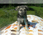 Small #5 German Shepherd Dog