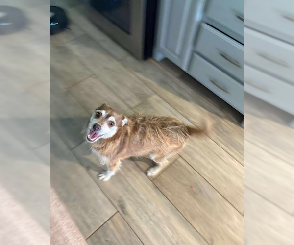 Medium Photo #3 Chihuahua-Unknown Mix Puppy For Sale in Cranston, RI, USA