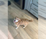 Small #2 Chihuahua Mix
