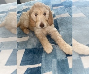Australian Labradoodle Puppy for sale in SPRINGFIELD, OR, USA