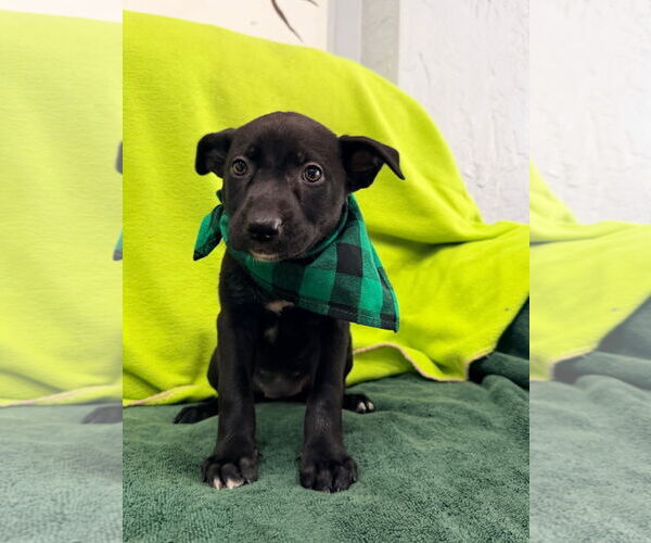 Medium Photo #3 Mutt Puppy For Sale in Pompano Beach , FL, USA