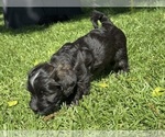 Puppy Blaze Havanese