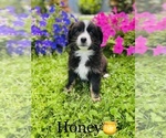 Small Photo #1 Australian Shepherd Puppy For Sale in COOKEVILLE, TN, USA
