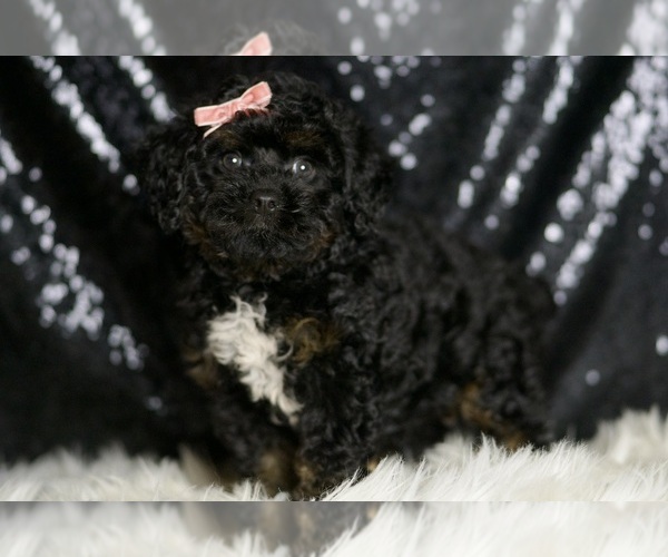 Medium Photo #2 Goldendoodle (Miniature) Puppy For Sale in WARSAW, IN, USA