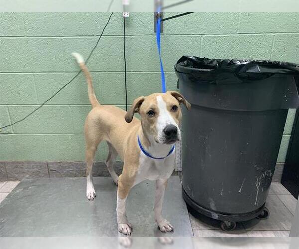 Medium Photo #1 Staffordshire Bull Terrier-Unknown Mix Puppy For Sale in Grand Prairie, TX, USA