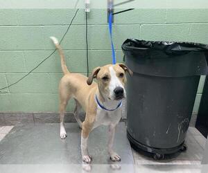 Staffordshire Bull Terrier-Unknown Mix Dogs for adoption in Grand Prairie, TX, USA