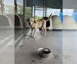 Small Labrador Retriever