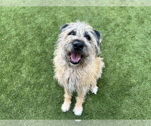 Unknown-Wheaten Terrier Mix Dogs for adoption in Valrico, FL, USA