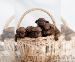 Rhodesian Ridgeback Puppy for sale in Vilnius, Vilnius, Lithuania