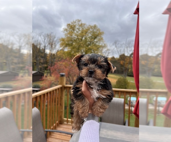 Medium Photo #1 Yorkshire Terrier Puppy For Sale in HOBART, IN, USA
