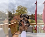 Small Photo #1 Yorkshire Terrier Puppy For Sale in HOBART, IN, USA