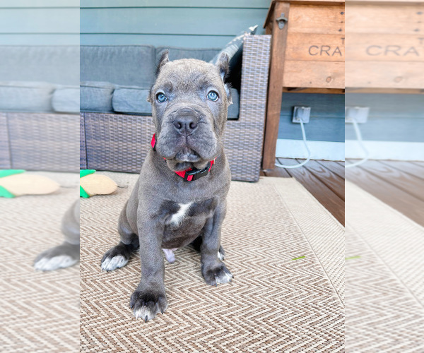Medium Photo #8 Cane Corso Puppy For Sale in FORD CITY, PA, USA