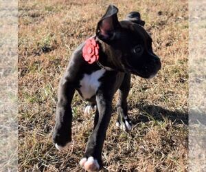Boxer Puppy for sale in HUMBOLDT, NE, USA