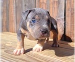 Small Photo #3 American Bully Puppy For Sale in LOS ANGELES, CA, USA